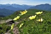 21 Fiori di pulsatilla alpina sulfurea con vista sui Piani dell'Avaro